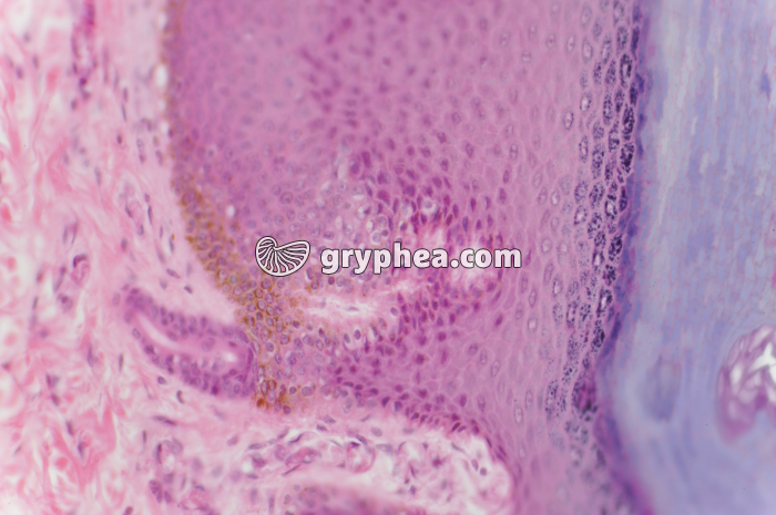 Peau avec glandes sudoripares x100 - gryphea.org